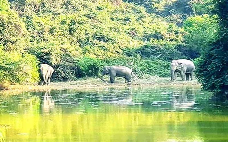 কেইপিজেড ছেড়েছে বন্যহাতির দল, আছে ফিরে আসার আতঙ্কও