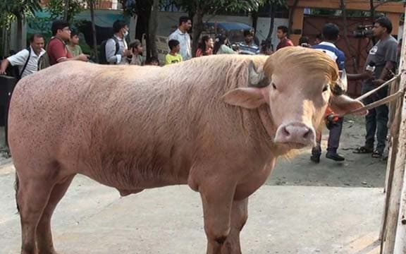 জাতীয় চিড়িয়াখানায় ‘ডোনাল্ড ট্রাম্প’ উৎসুক মানুষের ভিড়