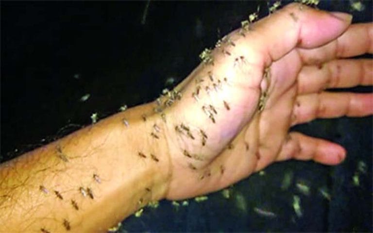 ডেঙ্গুর মৌসুমেও হাত গুটিয়ে চসিক