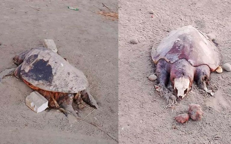 পারকি সৈকতে মিললো বিরল প্রজাতির ৭ মরা কচ্ছপ