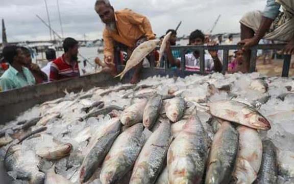 প্রবাসিদের জন্য সৌদি ও আমিরাতে ইলিশ রপ্তানি করবে সরকার