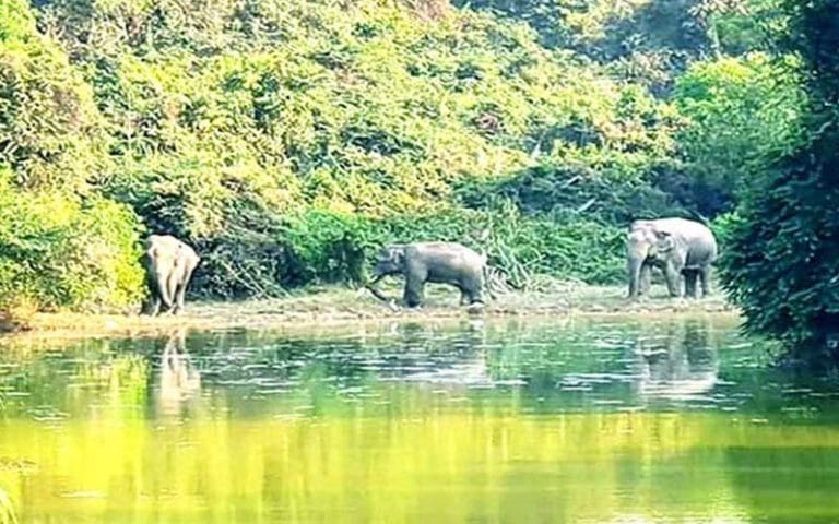 কেইপিজেড ছেড়েছে বন্যহাতির দল, আছে ফিরে আসার আতঙ্কও