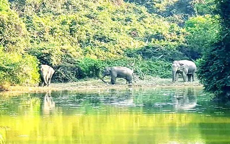 কেইপিজেড ছেড়েছে বন্যহাতির দল, আছে ফিরে আসার আতঙ্কও