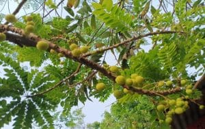 অরবড়ই ফল, জিভে আসে জল