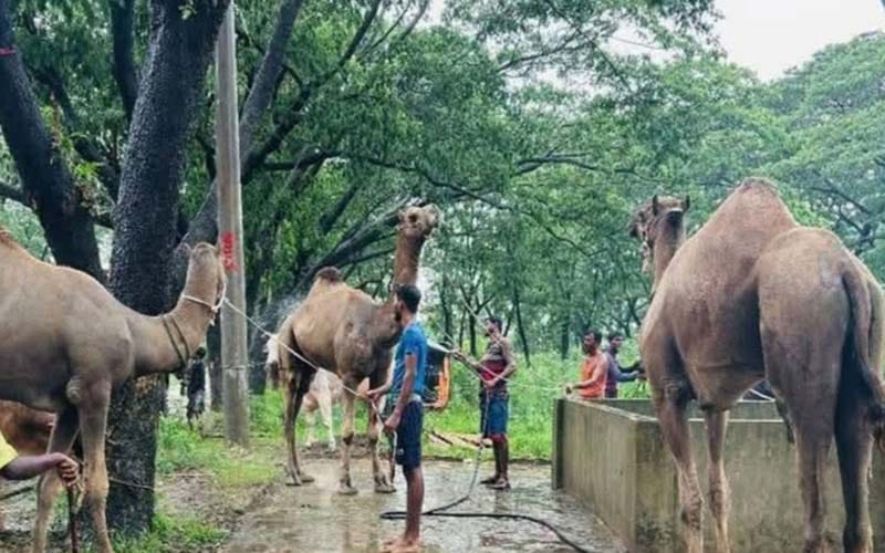 চট্টগ্রামের কোরবানির হাটে মরুভূমির উট, দাম চড়া